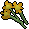 Orange flowers